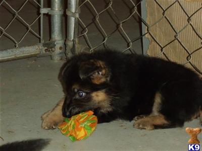 German Shepherd Pups